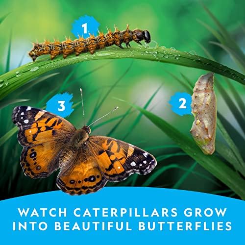 National Geographic Butterfly Growing Kit for Kids Nature Activity
