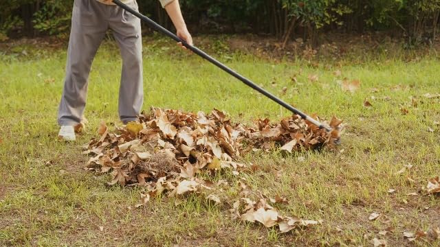 Bow Rake, 68-Inch Adjustable Handle Garden Rake with 17 Steel Tines, Heavy Duty Dual-Sided Metal Rake Landscape Gardening Tool for Soil Loosening Lawn Yard Leaves Mulch Thatch Removing