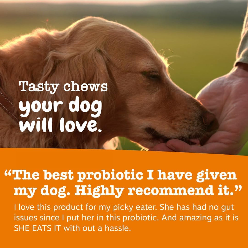 Zesty Paws Probiotics for Dogs - Gut Health for Dogs, Pumpkin, 90 Ct