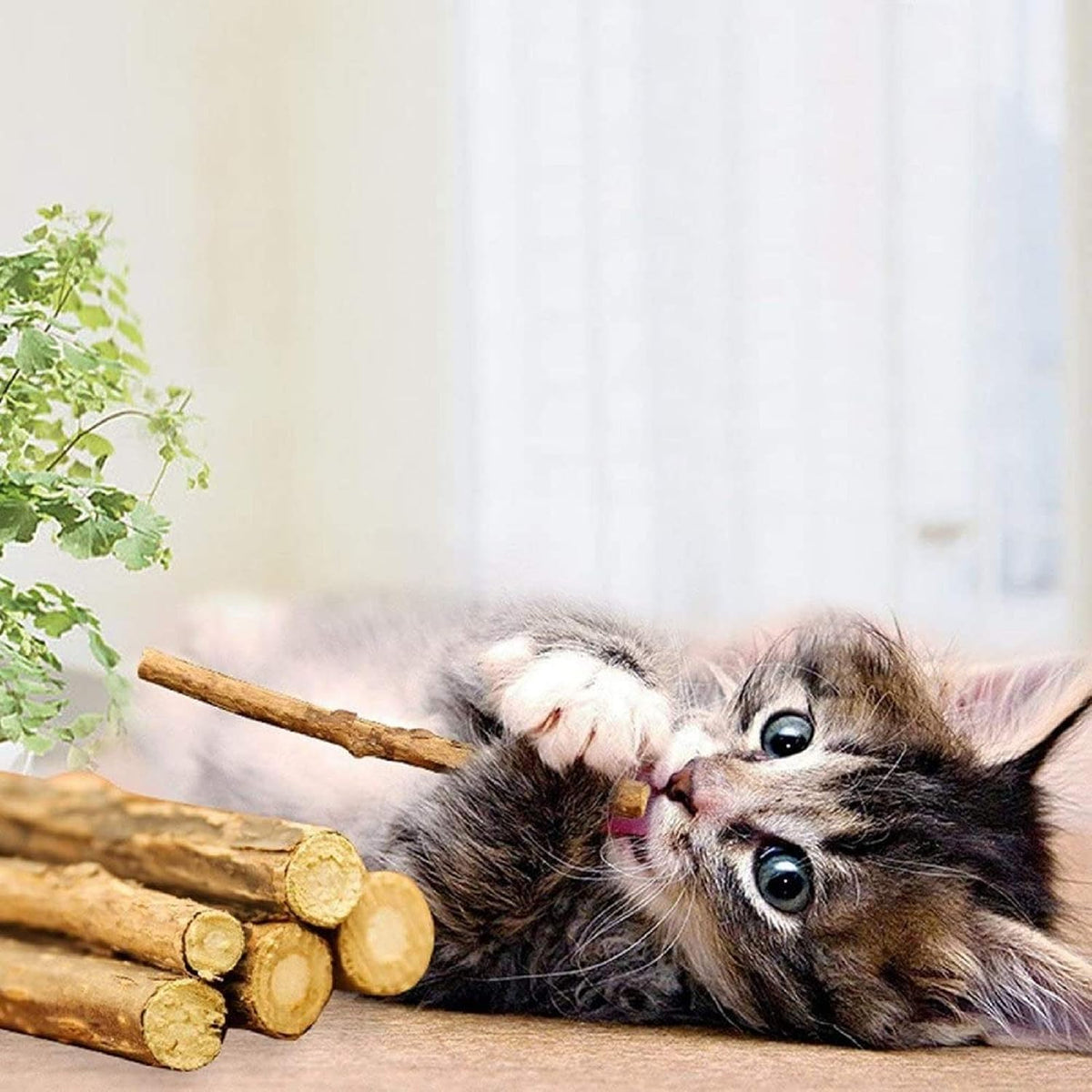 WoLover 12 PCS Silvervine Sticks for Cat, Natural Matatabi Chew Toys