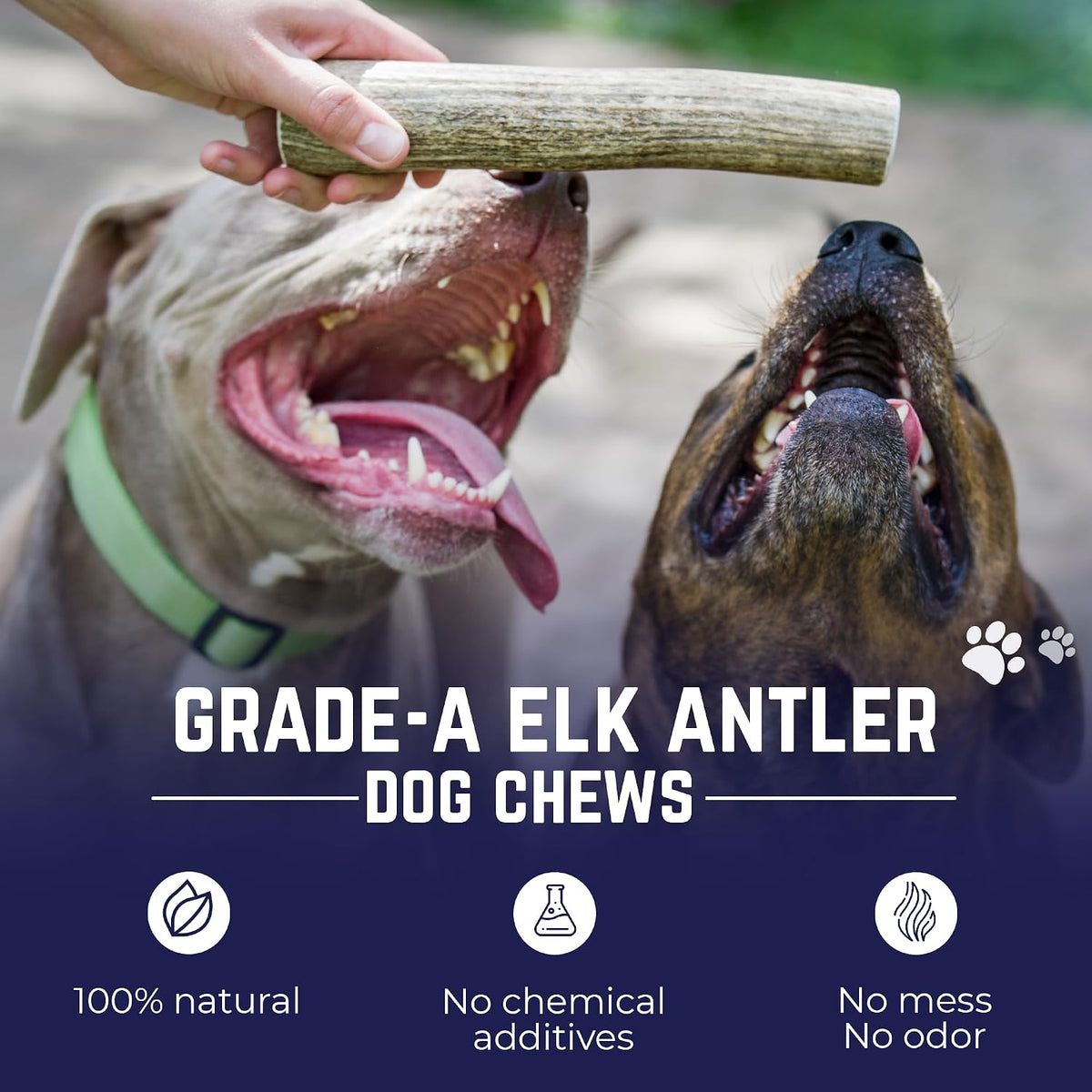 Devil Dog Pet Co Whole Elk Antlers for Dogs, Medium, Aggressive Chewers | Naturally shed Grade A Rocky Mountain elk antler, single ingredient, long lasting, 5 in+, fits breeds up to 50 lb