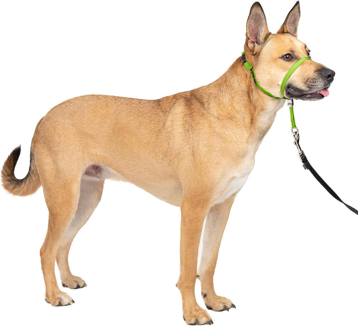 PetSafe Gentle Leader No Pull Dog Headcollar, Royal Blue, Medium | Veterinary Behaviorist-Designed No-Pull Headcollar Redirects Pulling Instinct, Padded Neoprene Nose Loop, Quick-Snap Fit
