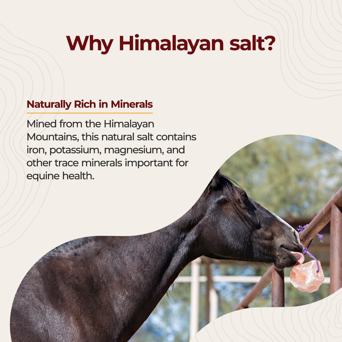 Horsemen's Pride Himalayan Salt Block on Rope for Horses, 4.4 Pounds, SS44