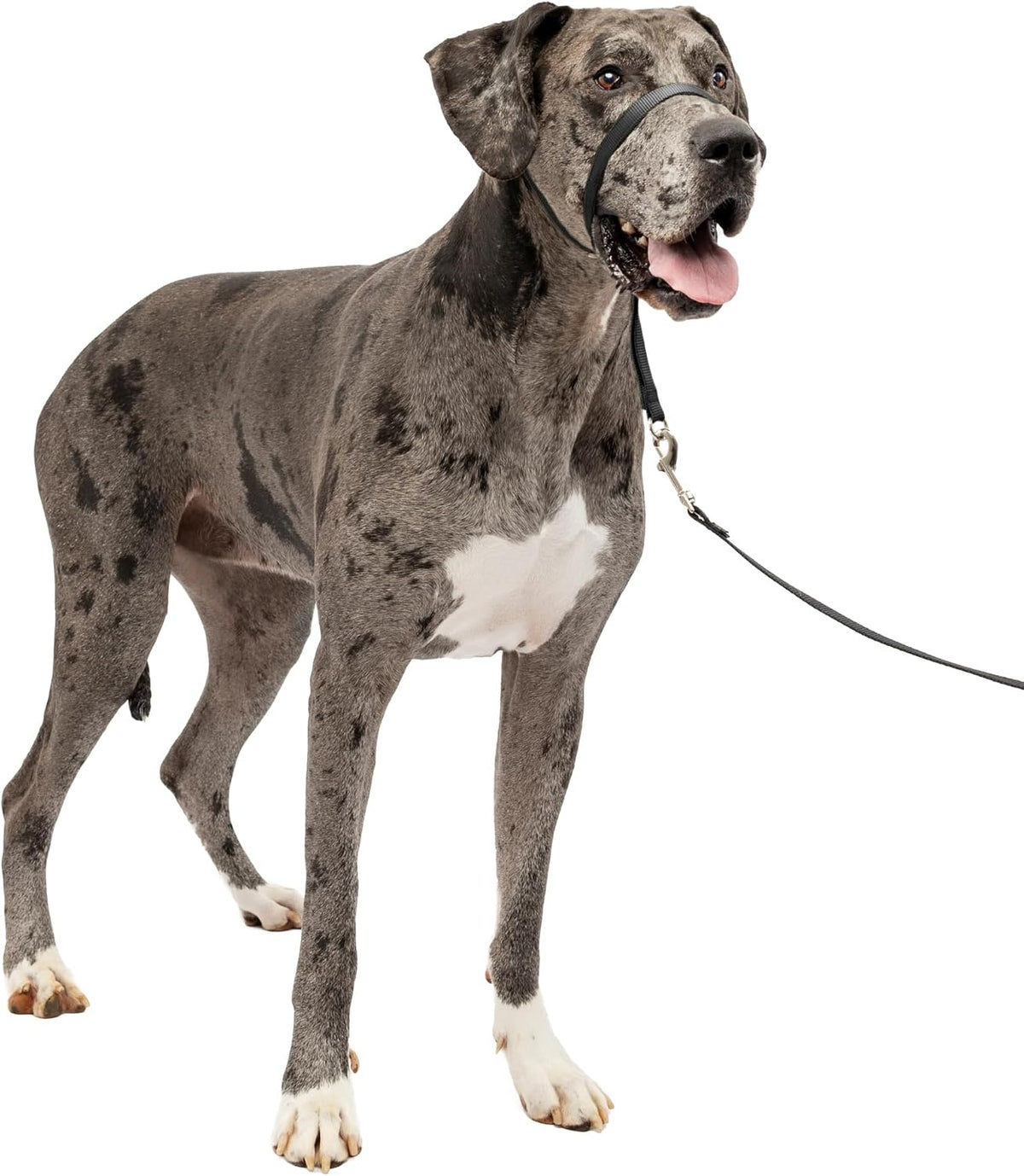 PetSafe Gentle Leader No Pull Dog Headcollar, Royal Blue, Medium | Veterinary Behaviorist-Designed No-Pull Headcollar Redirects Pulling Instinct, Padded Neoprene Nose Loop, Quick-Snap Fit