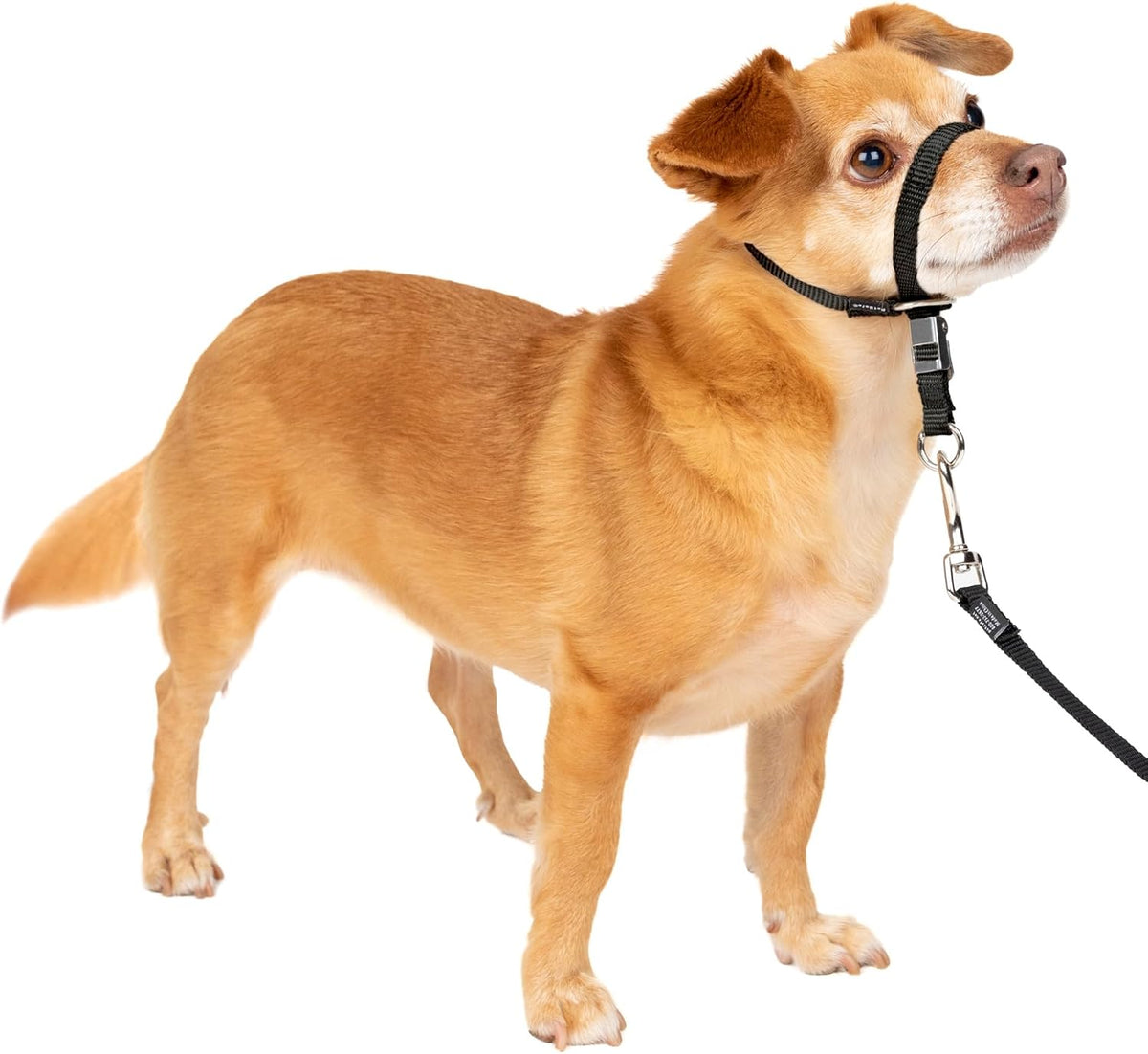 PetSafe Gentle Leader No Pull Dog Headcollar, Royal Blue, Medium | Veterinary Behaviorist-Designed No-Pull Headcollar Redirects Pulling Instinct, Padded Neoprene Nose Loop, Quick-Snap Fit