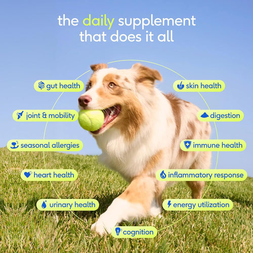 Native Pet The Daily Dog Vitamins & Supplements - 11-in-1 Multivitamin for Dogs - Daily Powder Supplement with Probiotics, Collagen - 60 Scoops