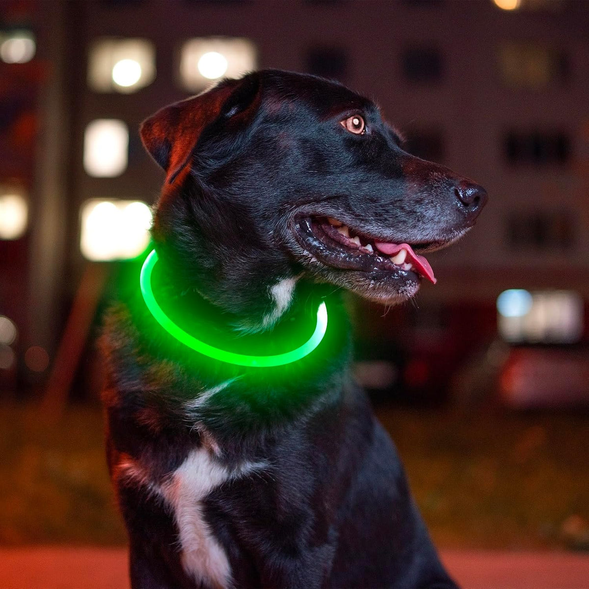 Led Dog Collar, BSEEN USB Rechargeable Flash Light up Dog Collar | Pet Safety Necklace Makes Your Beloved Dogs Be Seen at Night for Small Medium Large Dogs(Green)