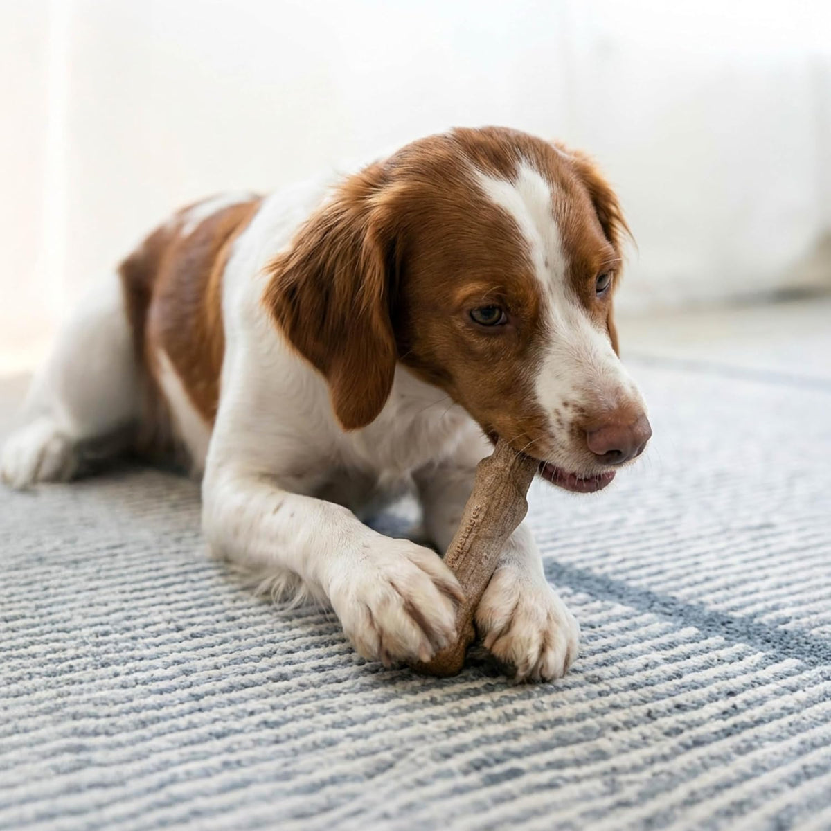Pupstages Dogwood Stick Dog Chew Toy, Made in USA, Medium, 7.4" | Real-Wood Blend, Natural Wood Flavor, No Nylon, Dishwasher-Safe, Moderate Chewers, Medium Dogs (26-35 lbs)