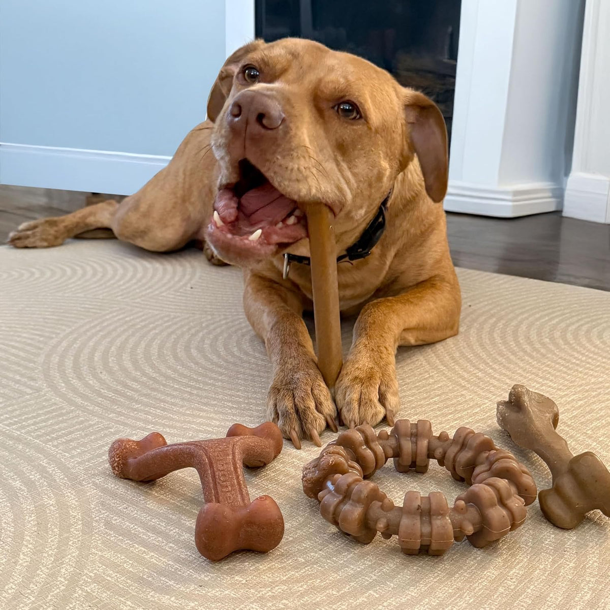 Nylabone Strong Chew Dog Toy 4-Pack, Durable Chew Toys, Large Dogs | Dog toys for aggressive chewers, made with real bacon, bison, venison, beef and chicken; for large breed dogs up to 50 lbs