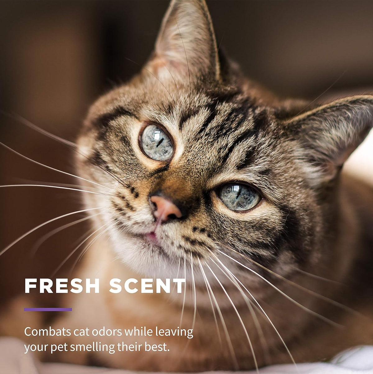 Wet Ones for Cats Freshening Wipes with Aloe Vera, Fresh Scent, 50 Count
